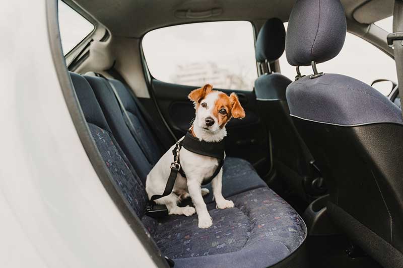 Taxi mit Hund